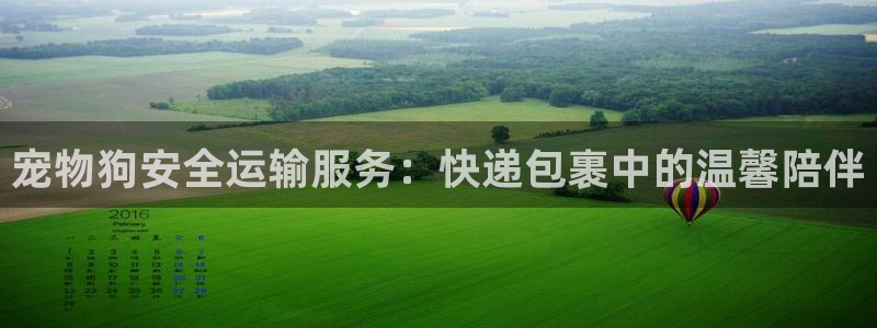 豪门国际为什么打不开：宠物狗安全运输
